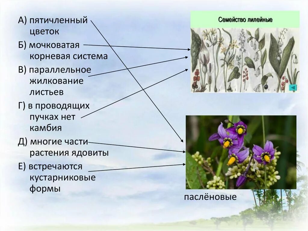 Трехчленный тип строения цветка однодольные или. Пятичленный цветок. цветок трехчленного типа.