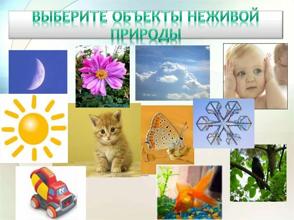 Включи неживая жизнь. Неживая природа. Объекты неживой природы. Предметы неживой природы. Предметы живой природы Живая неживая\.