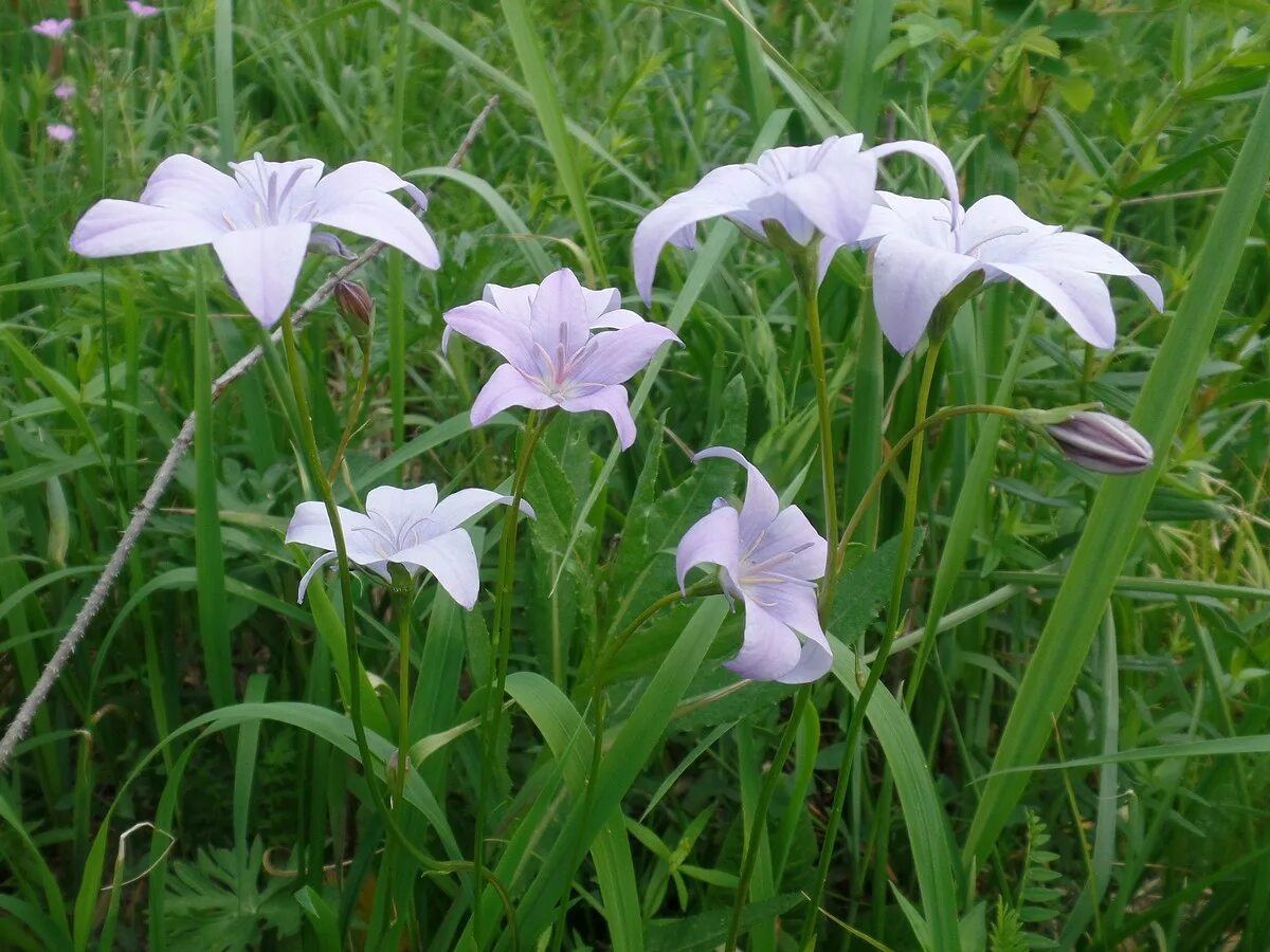 Campanula altaica. Campanula altaica Ledeb.. Колокольчик, растения из семейства колокольчиковых. Колокольчик алтайский