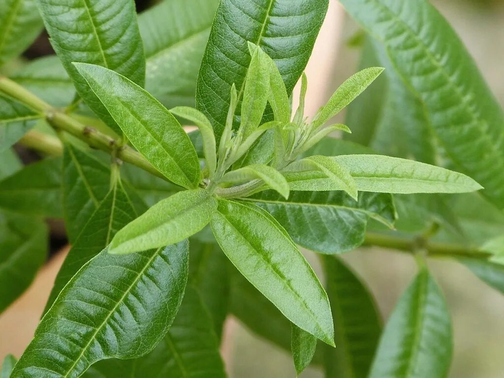 Лимон вербена. Aloysia triphylla. Алоизия лимонная Вербена. Алоизия трёхлистная. Lippia citriodora.