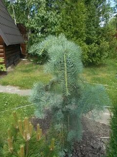 Abies concolor fagerhult