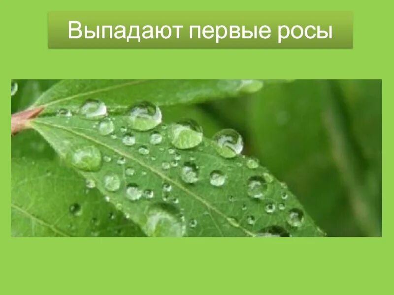 Роса 1 этап