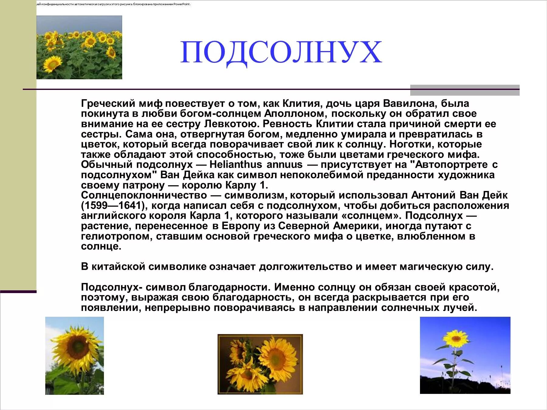 Доклад про подсолнечник. Подсолнух краткая информация. Подсолнечник краткое описание. Сообщение о подсолнухе. Подсолнух значение