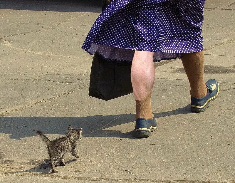 За ним по пятам гнались котята составьте. Счастье ходит по пятам. Ходить по пятам. Пусть счастье ходит по пятам. Кот ходит по пятам.