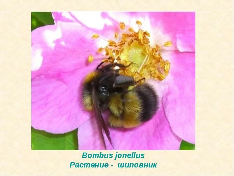 Пчелы и шмели тип взаимоотношений. Bombus jonellus. Шмель йонеллюс. Шмель и шиповник. Шмель и шиповник Тип взаимоотношений.