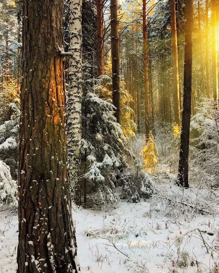 Зимний лес. Пейзаж зимний лес. Зимний лес фото. Закат в зимнем лесу. Беззвучный лес