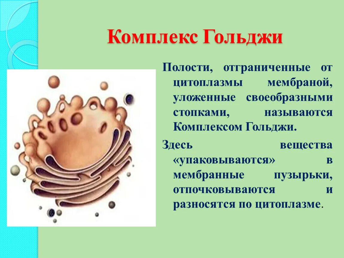 Мембрана аппарата Гольджи функции. Аппарат Гольджи 2 мембраны. Аппарат Гольджи строение. Пластинчатый комплекс (комплекс Гольджи). Строение и функции..