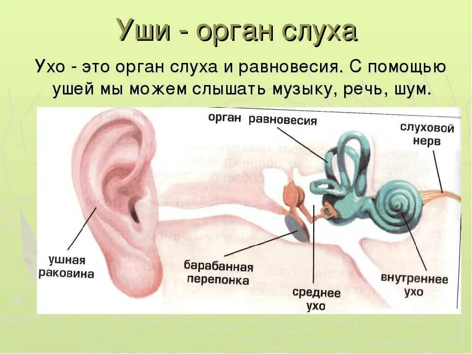 Орган слуха и шум. Уши орган слуха 3 класс окружающий мир. Органы слуха человека 3 класс окружающий мир. Картинка строение уха человека для детей. Орган слуха доклад 3 класс окружающий мир.
