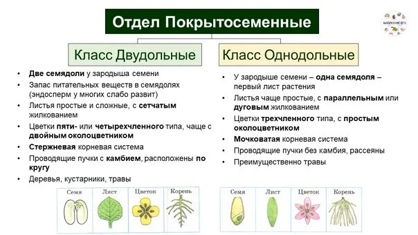 Как отличить однодольные. Биология 6 класс Однодольные и двудольные. Классы цветковых растений 6 класс таблица Однодольные и двудольные. Признаки однодольных и двудольных растений таблица. Однодольные и двудольные 7 класс биология.