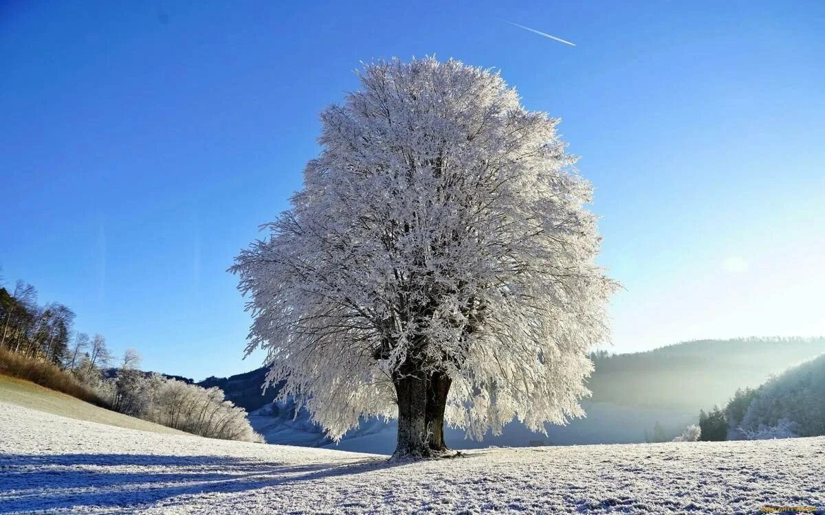 Зимнее дерево. Заснеженные деревья. Зимняя природа. Деревья в снегу. Зима красивые деревья