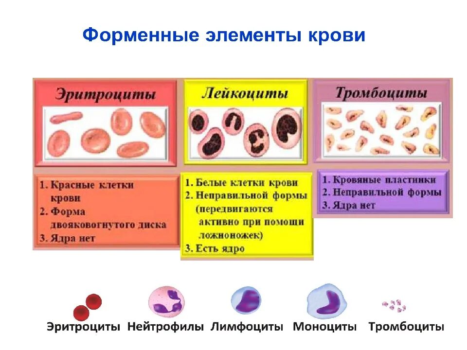 Тромбоциты форма клетки. Форменные элементы крови таблица нейтрофилы. Таблица форменные элементы крови эритроциты тромбоциты. Структуры форменных элементов крови человека.