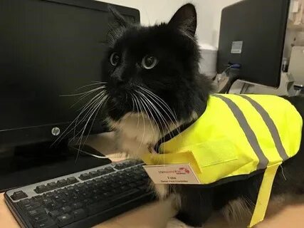 Включи кот работает