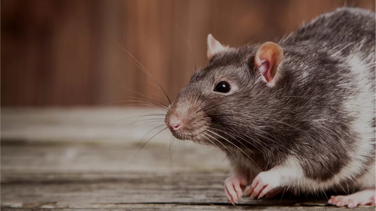 Мушь. Мушь. Мышь животное. Мышь домовая серая. Мышь домашняя.