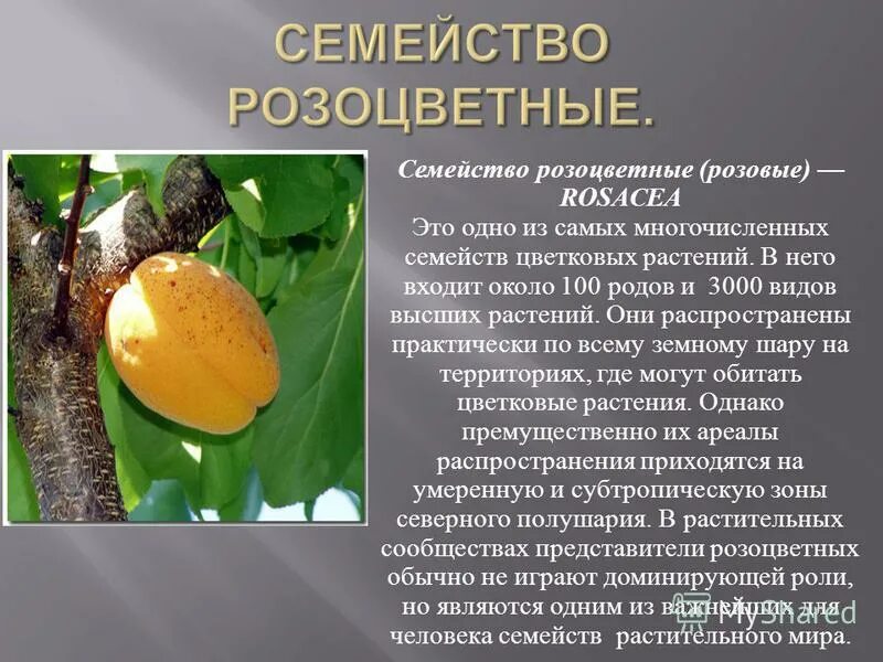 Примеры растений семейства разноцветных Кустарники семейства розоцветные 73 фотографий и картинок