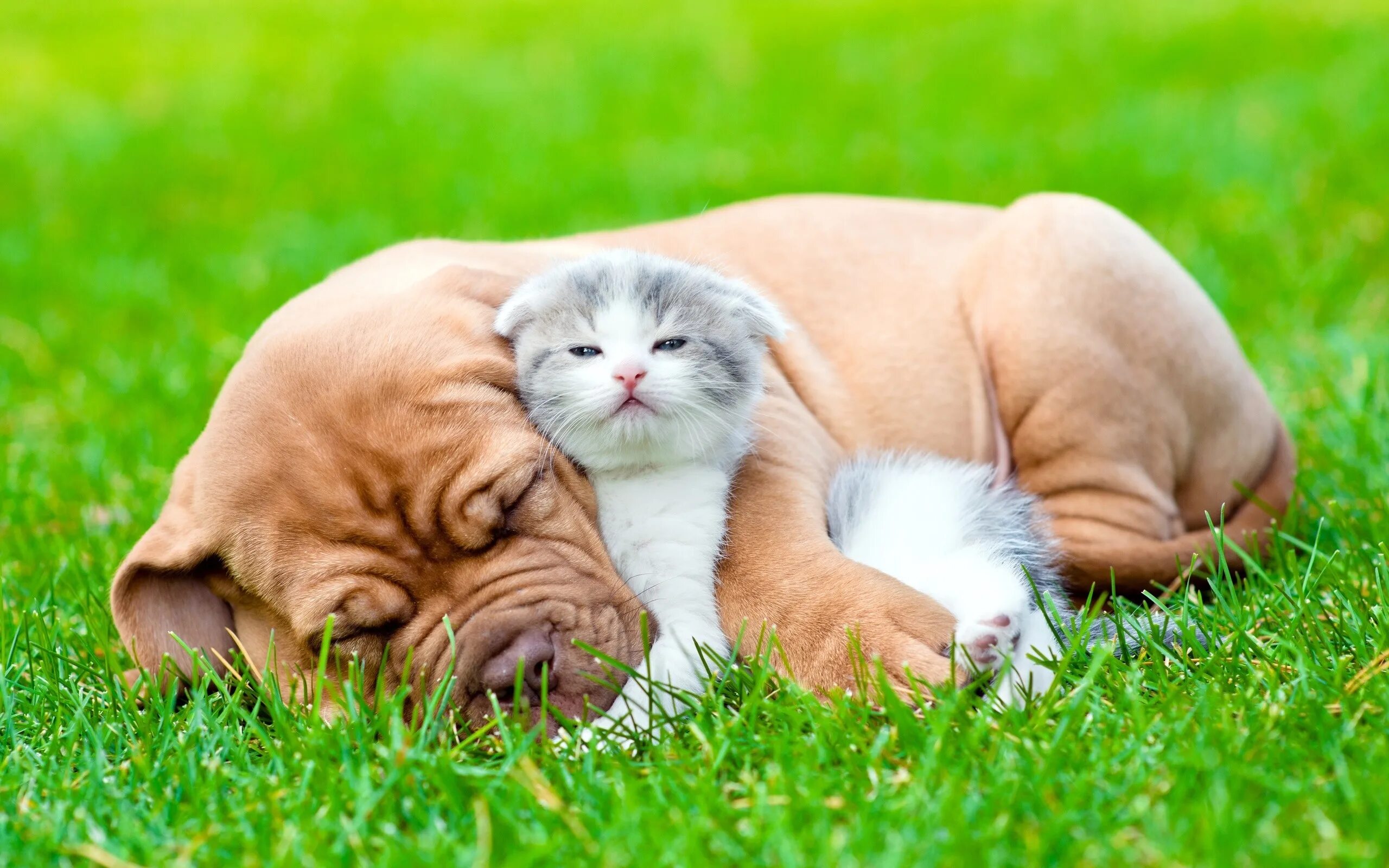 The dog and the kitten