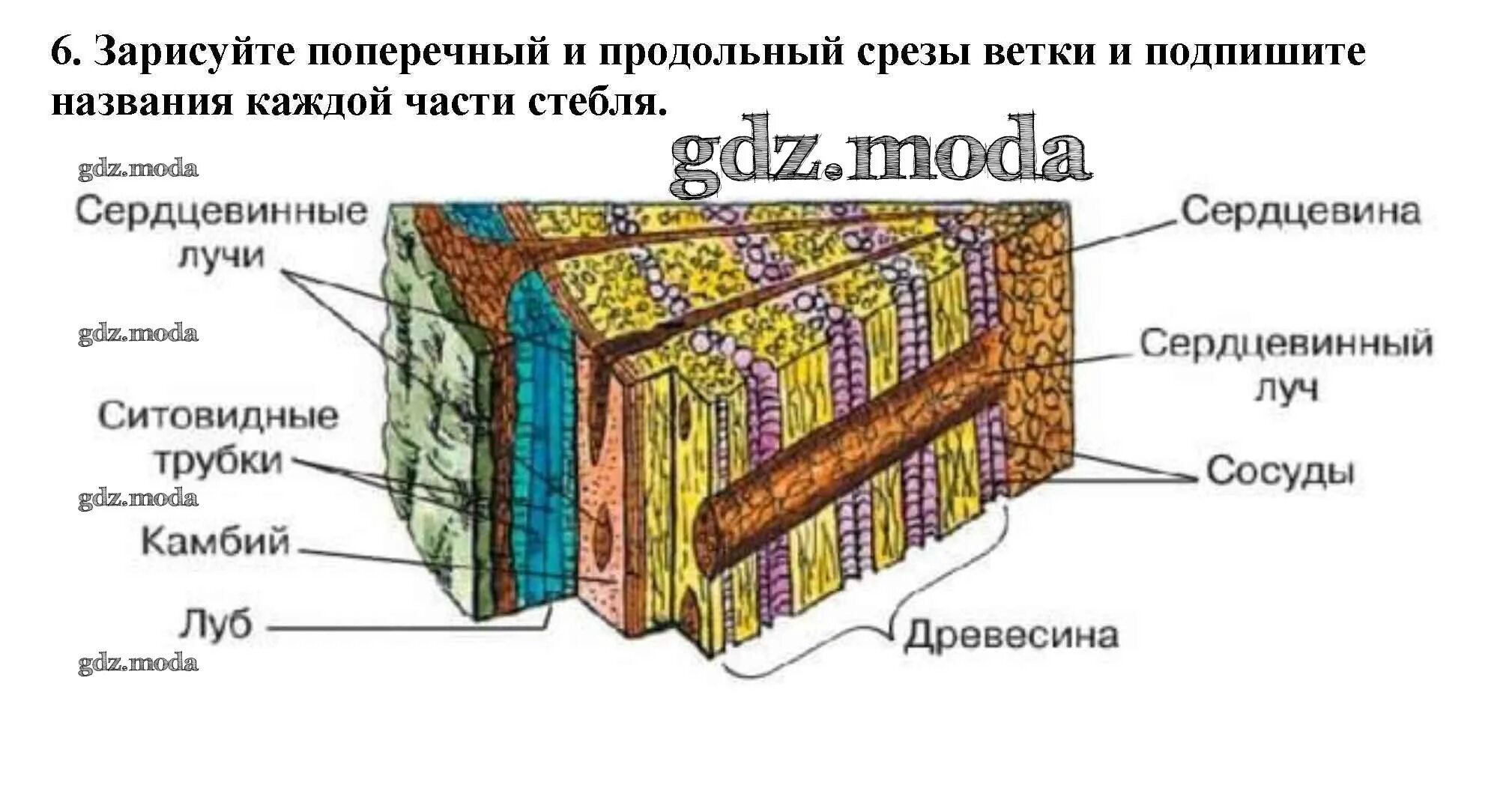 Поперечный и продольный срез. Слои на стволе спиленного дерева биология. Рисунок слои на стволе спиленного дерева биология 6 класс. Слои на спиле ствола дерева биология 6 класс. Строение ствола спиленного дерева.