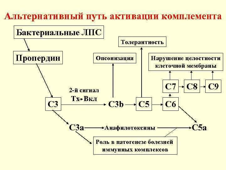 Цена комплемента. Альтернативный путь активации системы комплемента. Лектиновый путь активации системы комплемента. Механизм активации системы комплемента по альтернативному пути. Пути активации системы комплемента иммунология.