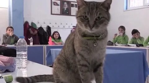 Школа котиков видео