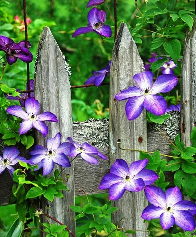 Клематис Веноза Виолацеа. Клематис Веноза Виолацеа Clematis venosa violacea. Клематис (Ломонос) гибридный venosa violacea. Клематис вандерфул. Клематис веноза виолацеа фото и описание