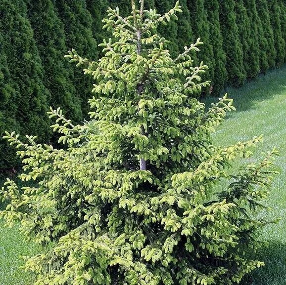 Sortiment Edwin Smits Conifers Picea orientalis 'Firefly'