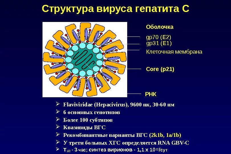 Гепатит количество вирусов. Строение вируса гепатита в. Строение вириона гепатита в. Структура вириона вируса гепатита в. Строение вируса гепатита с схема.