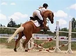 Конный двор бийск. Конный клуб мечтатель бийск как добраться. Лошадь для детей. Конный клуб мечтатель. Конный клуб жастар барнаул.