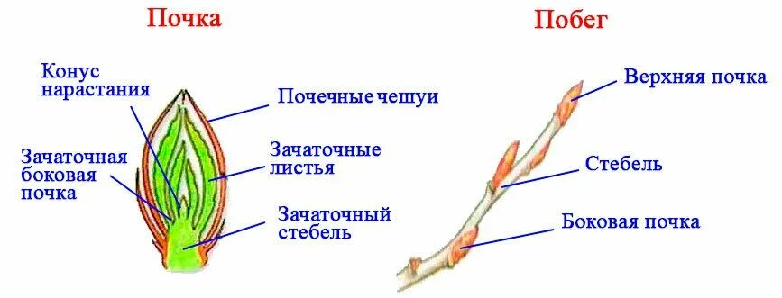 Строение почки и побега. Строение почки 6 класс биология рисунок. Строение побега и почки 6 класс биология. Строение почки и побег Пасечник 6 класс.