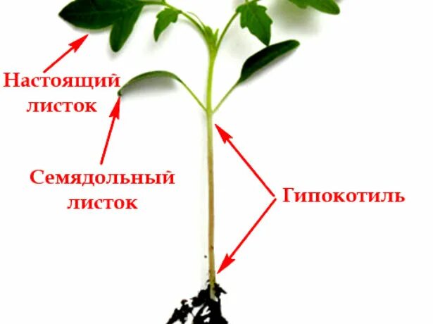 Настоящие листья у рассады томатов. Рассада томатов семядольные листья. что такое семядольные листочки у рассады помидор. семядольные листочки у томатов. рассада перца семядольные листья.