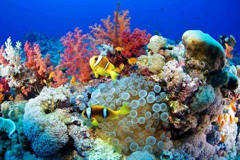 Coral reefs are home to some of the most diverse and beautiful creatures on...