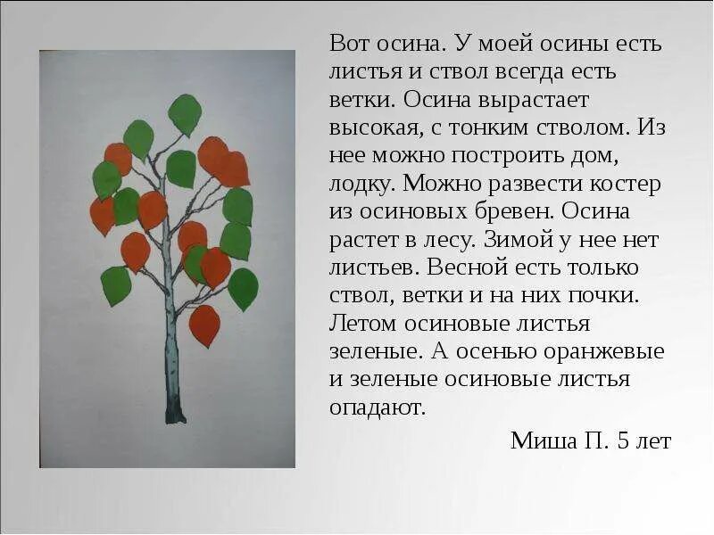 Осина описание. Описание осенних деревьев с помощью прилагательных. Аппликация осина. Осина ствол и листья. Прилагательное к слову береза