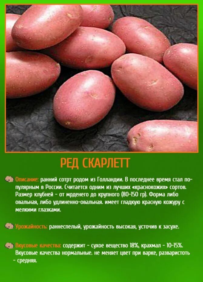 Сорта картофеля описание сорта фото отзывы. Ред Скарлетт сорт картофеля характеристика. Ред Скарлет картофель описание. Сорт картофеля ред Скарлет. Ред Скарлет картофель характеристика.