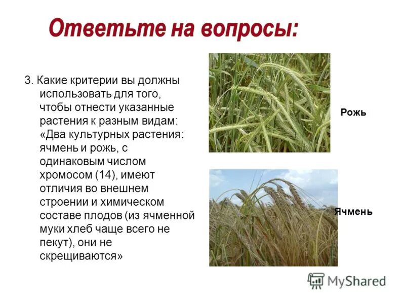 Полиплоидия растений и наборы хромосом. Число хромосом ржи. Больше всего хромосом. Число хромосом ржи. Сколько хромосом у животных таблица.