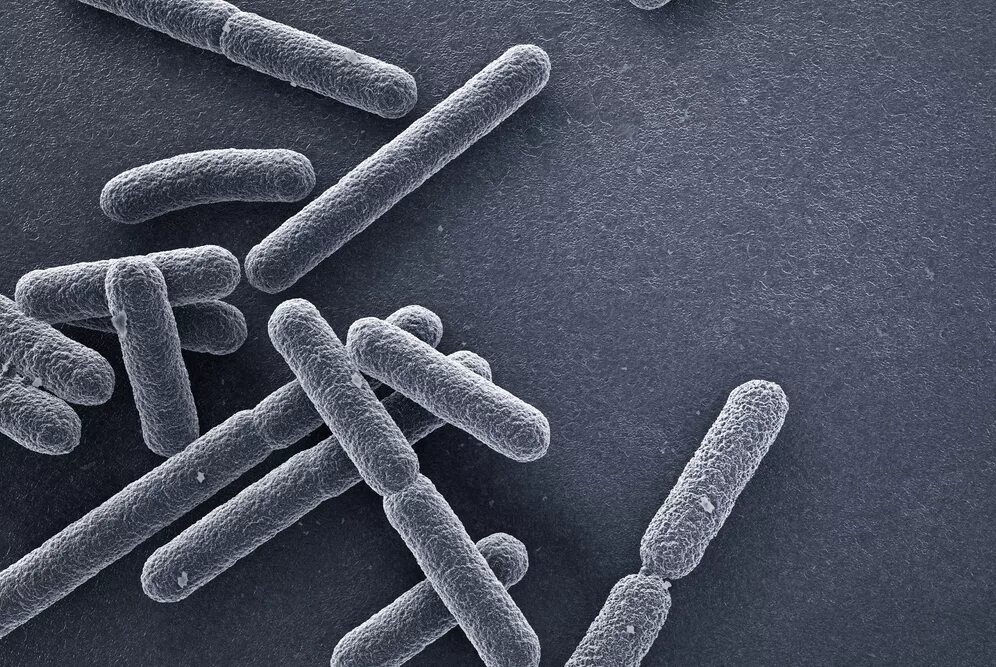 Болезнетворная бактерия палочка. Бактерия Escherichia coli. E-coli бактерия электронный микроскоп. Палочки бактерии. Палочка микроб.