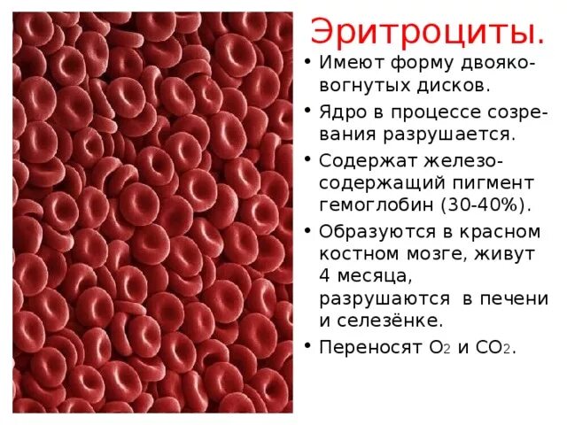 Эритроцит человека имеет. Эритроциты. эритроциты имеют. форма и цвет эритроцитов. эритроциты образуются в красном костном.