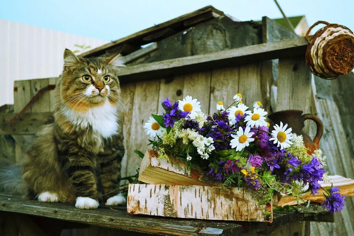 Кошка в деревне. Деревенский кот. Кошки летом в деревне. Кошка деревня лето. Деревенский замечать