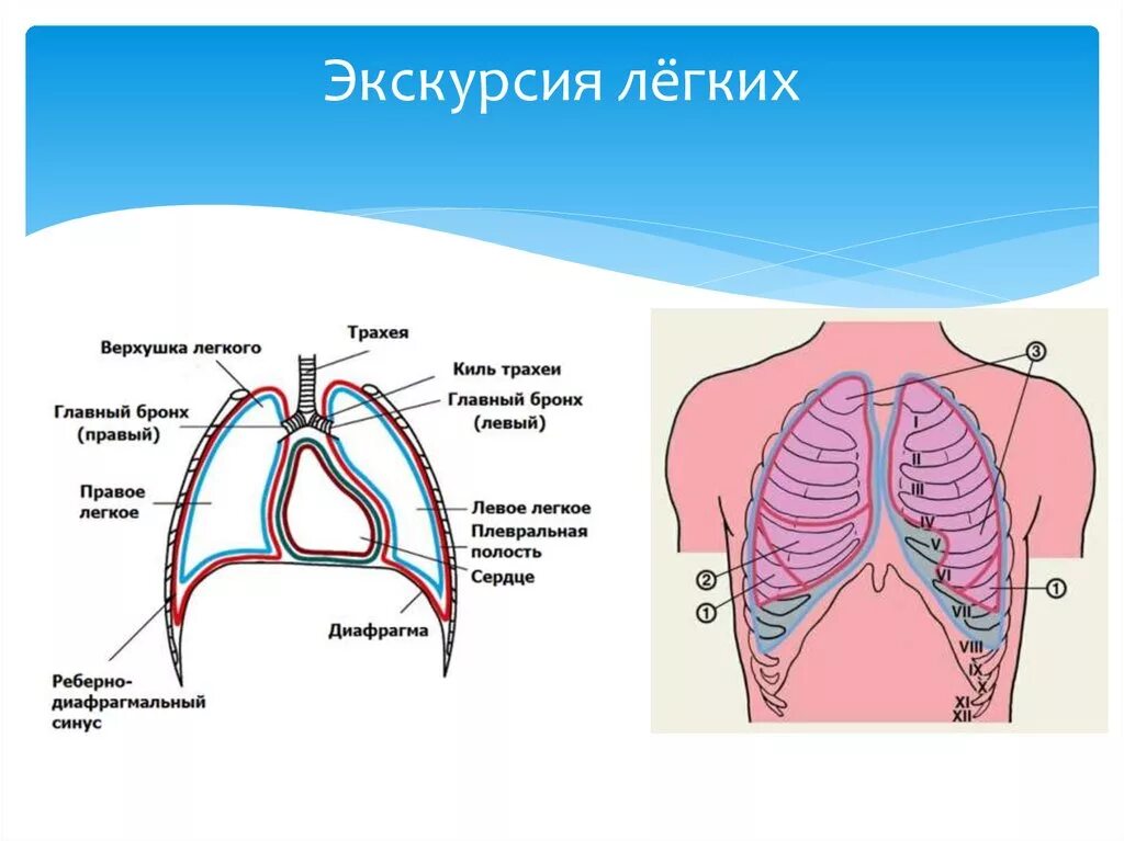 Синусы плевральной полости схема. Реберно медиастинальный синус плевры. Синусы плевры схема. Реберно средостенный синус плевры.