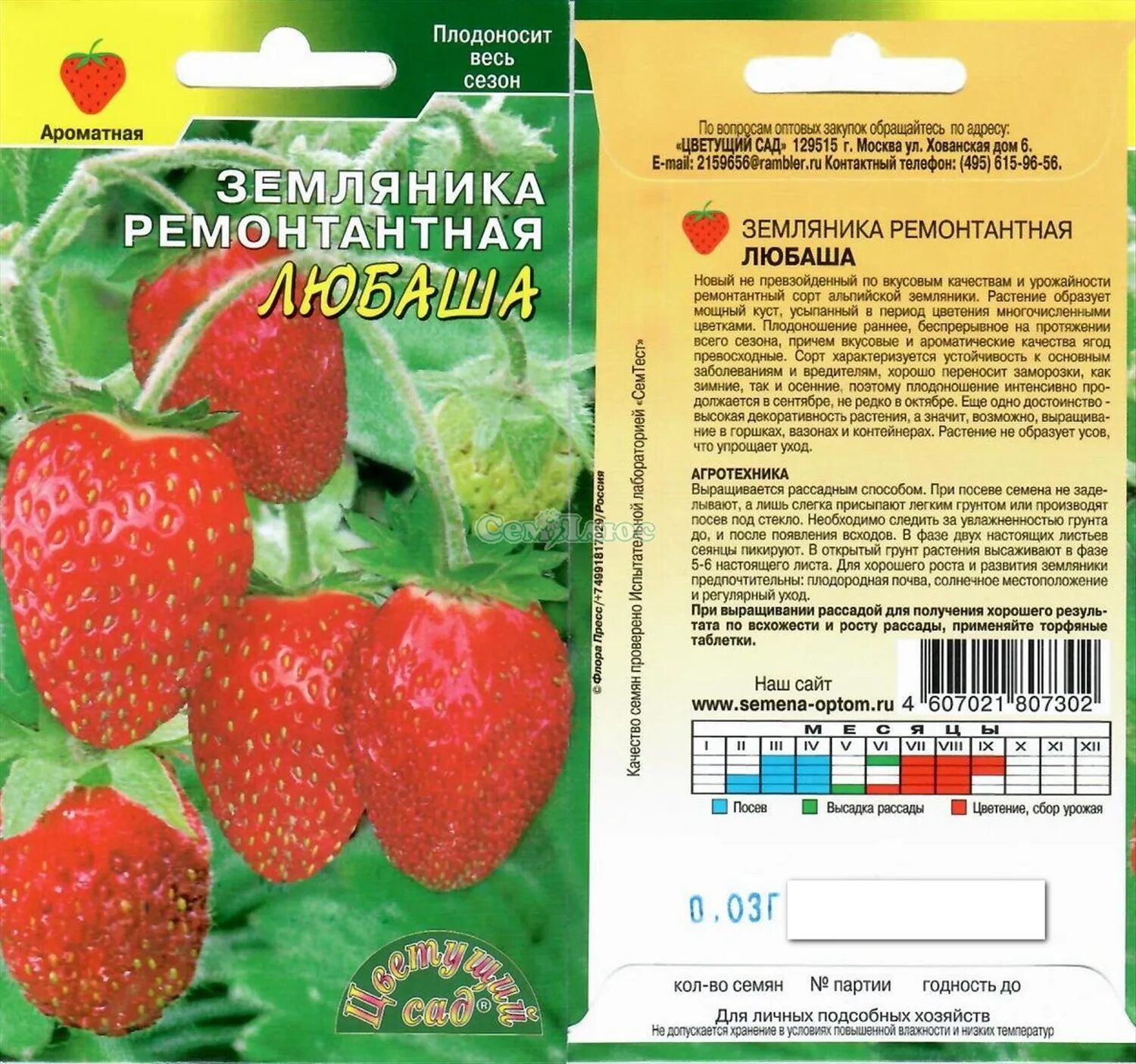 Клубника любаша описание. Клубника любаша описание. Клубника ремонтантная любаша. Тристан ремонтантная клубника. Клубника ремонтантная любаша.