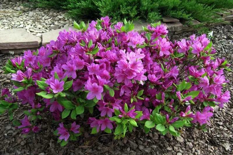 Japanische Azalee 'Melina' Annas Garten