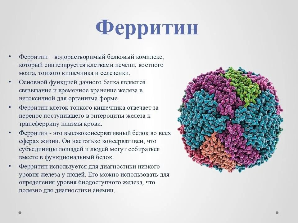 Структура молекулы ферритина. Ферритин 6.68. Ферритин структура. Низкий ферритин. Понижен ферритин в крови у женщин причины