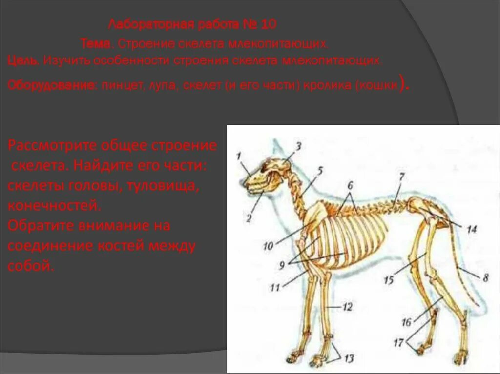 Лабораторная работа изучить особенности строения скелета млекопитающих. Осевой скелет млекопитающих. Строение скелета млекопитающих лабораторная. Лабораторная работа 10 строение скелета млекопитающих. Скелет млекопитающих 7 класс.