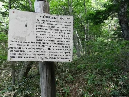 Медвежьи тропы