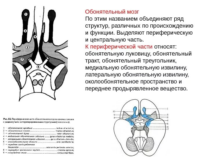 Центральный отдел обонятельного. Обонятельный мозг Центральный и периферический отделы. Периферический отдел обонятельного мозга. Периферический отдел обонятельного мозга функции. Образования периферического отдела обонятельного мозга.