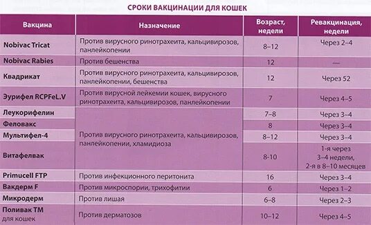 Какие прививки делают котятам в 2 месяца. Какие прививки делают котам в 2 года. Схема прививок для котенка. Таблица прививок для котят. Сколько стоят прививки для кошек