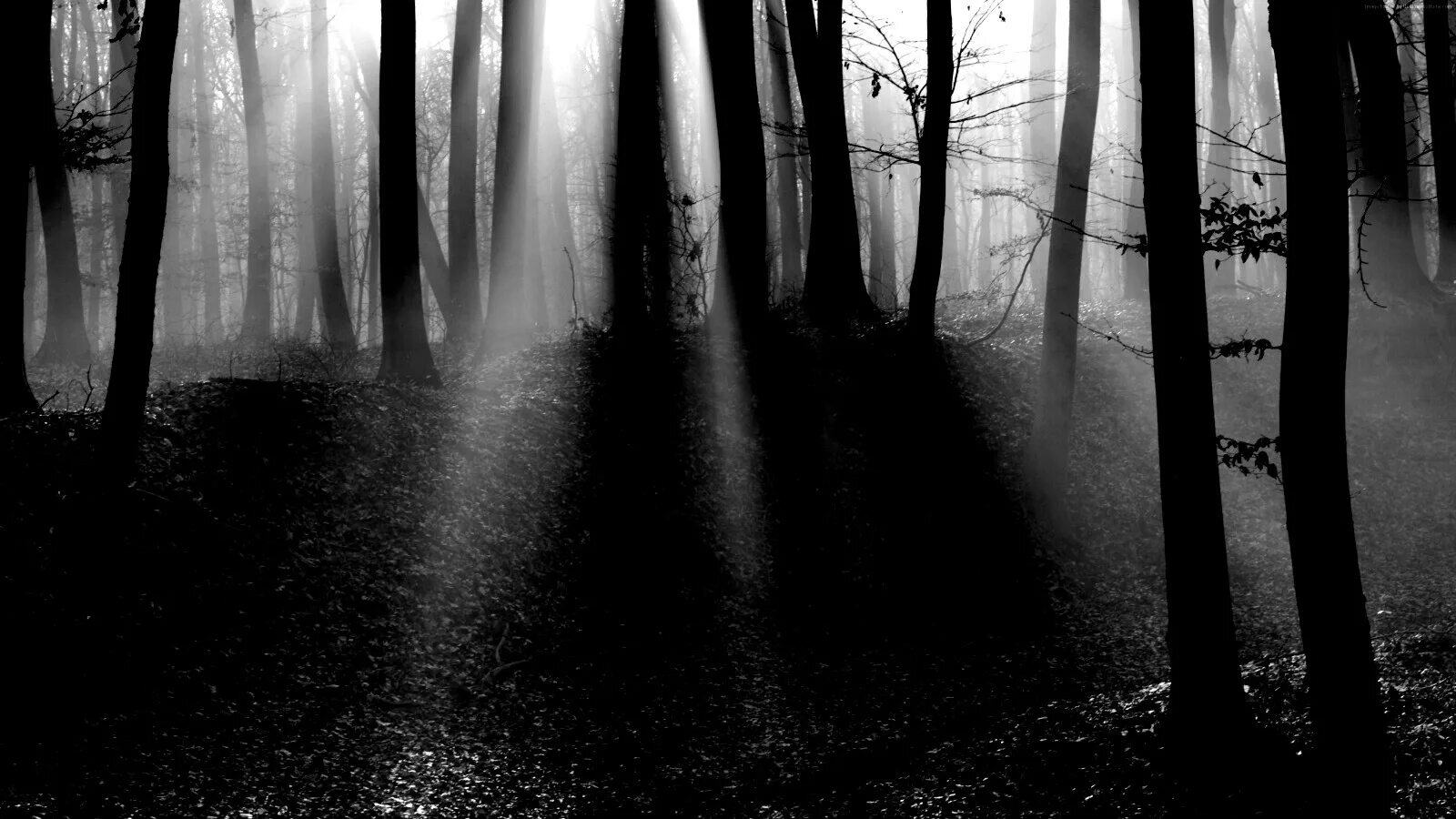 Мистические пейзажи. Зачарованный лес твайлайт форест. Снежный сказочный лес. Загадочный лес. Мистические пейзажи.