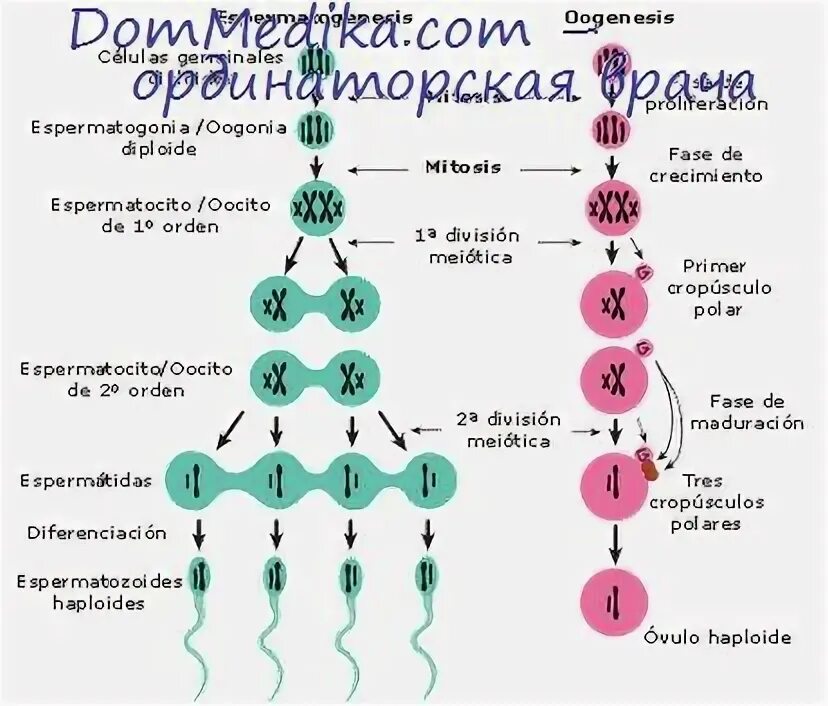 Температура сперматогенеза. Гормоны регулирующие сперматогенез. регуляция сперматогенеза. гормональная регуляция сперматогенеза. стимуляция сперматогенеза гормонами.