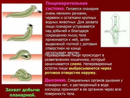 Белая планария к какому типу животных относится