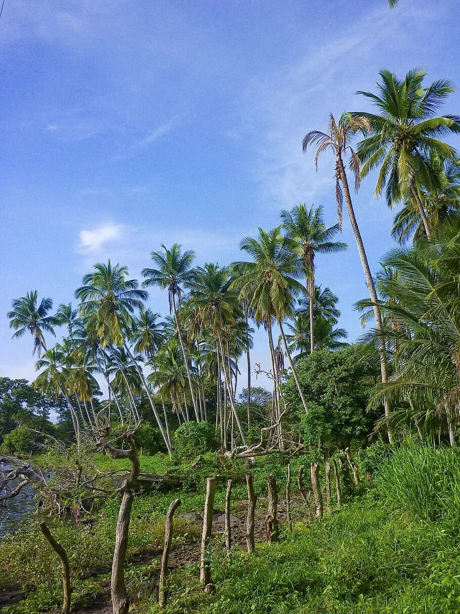 Тропические леса Никарагуа. Пальмы кокосовые Никарагуа. Никарагуа пальмы. Никарагуа тропики.