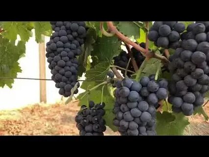 Сорт винограда пино 4