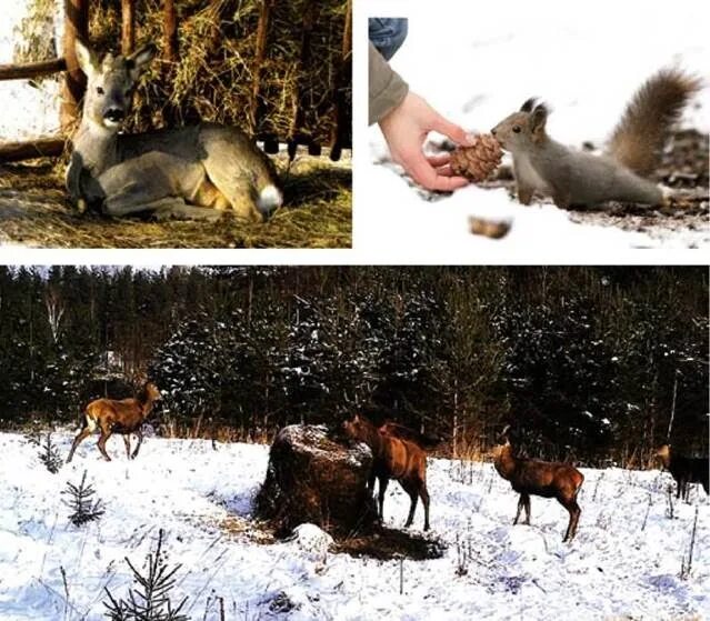Помощь животным 2 класс. Как помочь животным зимой. Забота о лесных животных зимой. Подкармливать животных зимой. Кормление диких животных зимой.