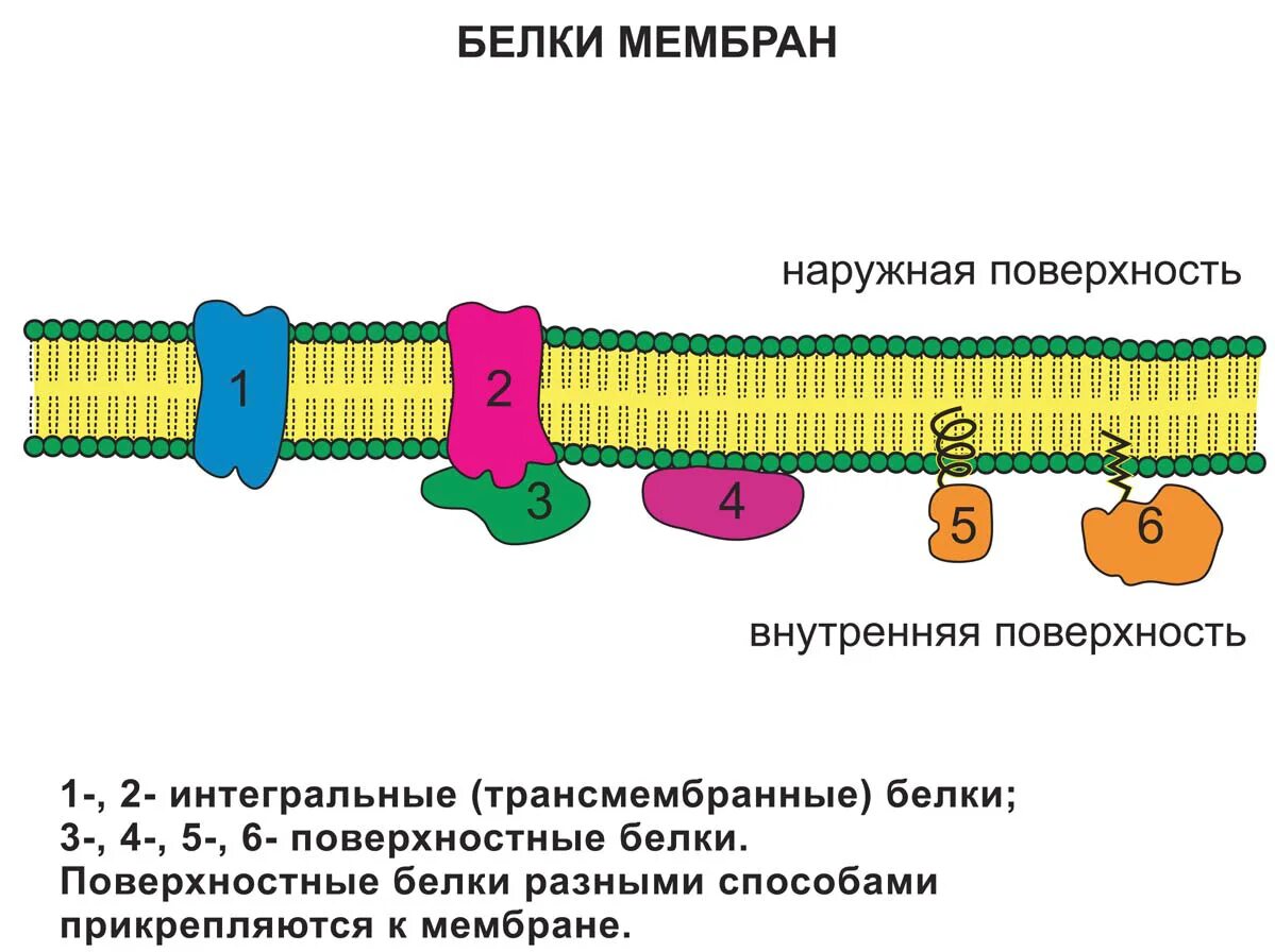 Наружная и внутренняя мембрана клетки. Интегральный белок мембраны клетки. Интегральные мембранные белки функции. Интегральный белок функции в мембране.